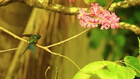 un pequeño colibrí esmeralda de cola azul intentando volar