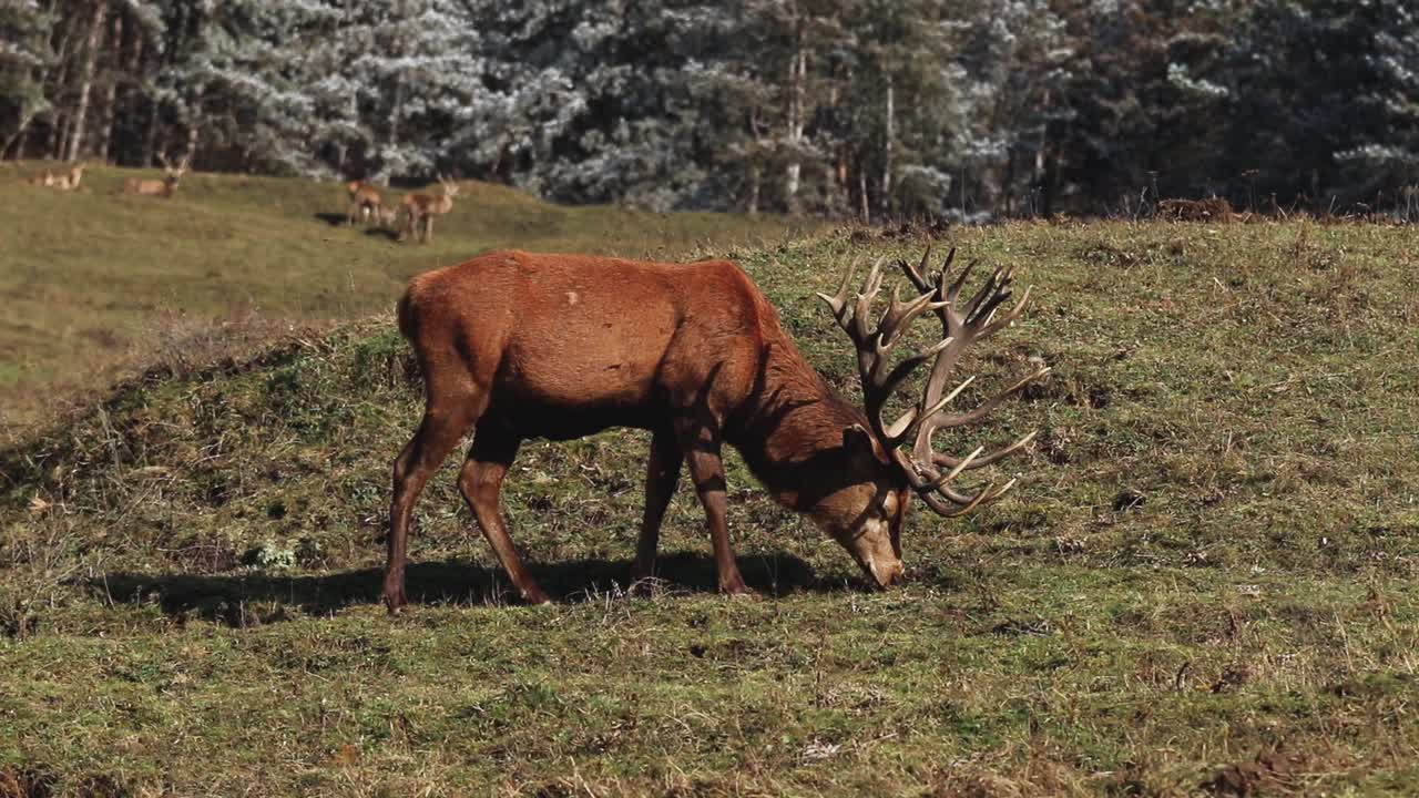 ciervo rojo pastando en un campo verde con un bosque al fondo, primer plano, concepto de conservación