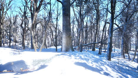 snowy winter forest