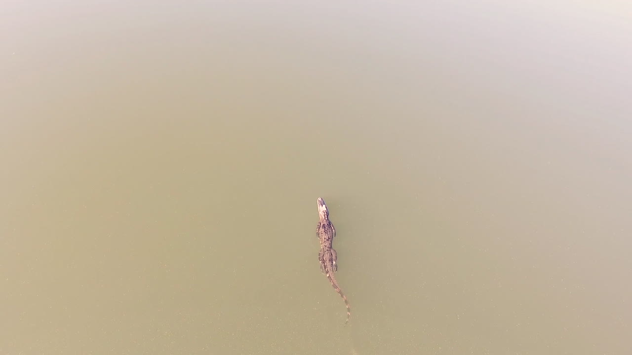 antena sobre un caimán nadando en un pantano de los everglades de florida