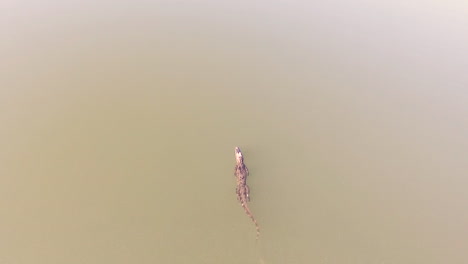 antena sobre un caimán nadando en un pantano de los everglades de florida