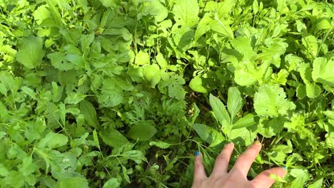 Berühren-Sie-Das-Gemüse-Mit-Der-Hand-Einer-Schönen-Frau,-Die-Nägel-Poliert-Hat,-Grüne,-Wunderbare-Landschaft-Mit-Einem-Natürlichen-Garten,-Gesundes,-Aromatisches,-Köstliches-Vegetarisches-Essen,-Organisches,-Traditionelles-Kochen-In-Der-Ländlichen-Gegend-Des-Iran