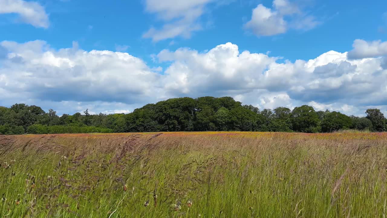Open Grassland Touches the Horizon