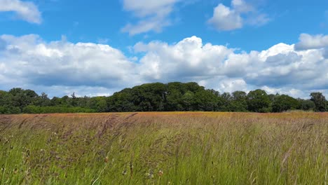 open grassland touches the horizon
