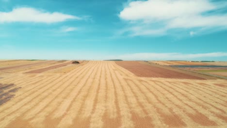 amazing straight flat harvesting and agricultural field of golded straw and yellow wheat prepared for farming stack.
