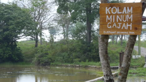 piscina para beber elefantes, firmar en sumatra, indonesia