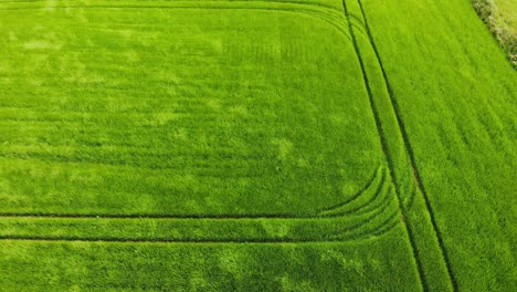 static drone footage over swaying on the wind green field of crops