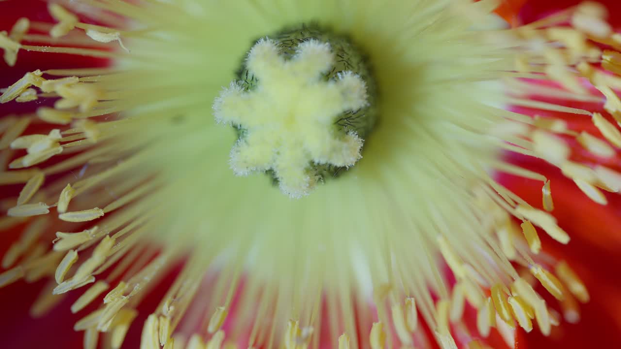 Macro close up in slow motion of an orange and yellow Icelandic poppy flower stigma and petals in a Parisian Garden