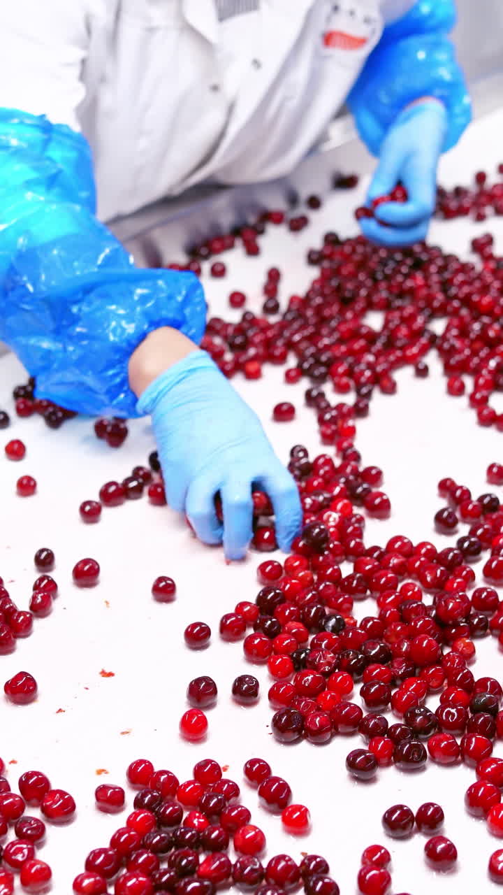 Berry Move Along the Conveyor. Processing of sorting berries on conveyor line. Vertical video