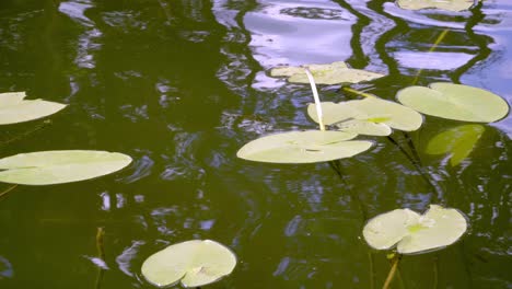 Hermosos-Reflejos-En-El-Agua-Del-Lago-Entre-Las-Hojas-Ondeantes-De-Los-Nenúfares