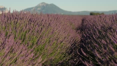 campo de lavanda floreciente flores agricultura