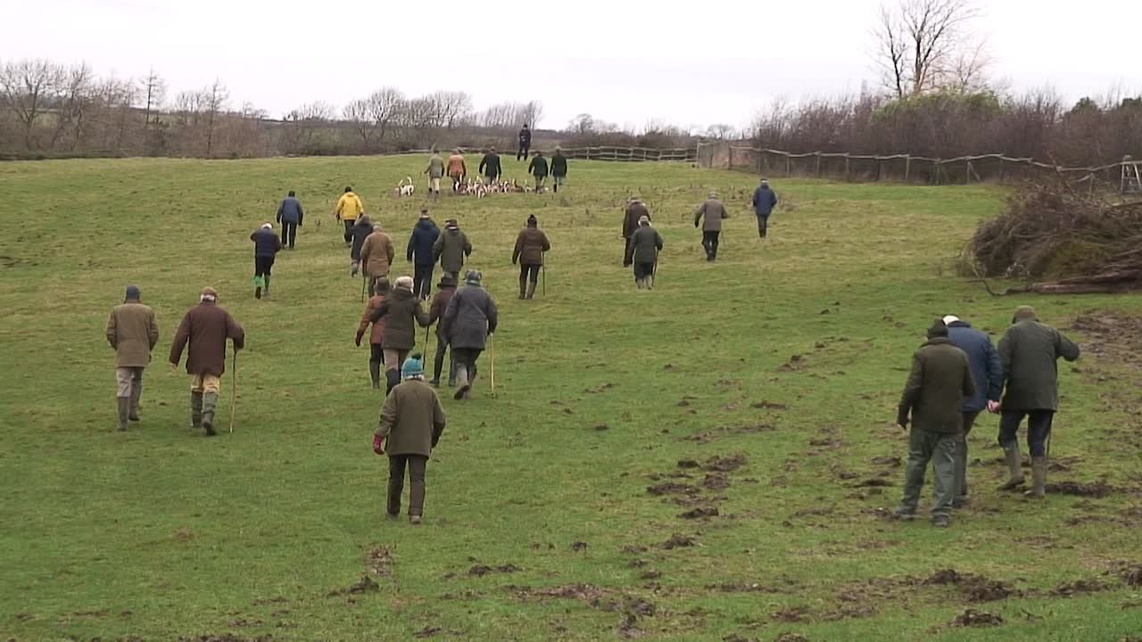 cazar seguidores siguiendo la combinación de los sabuesos westerbybasset y los beagles de pie de pipewell cazando en los campos de la granja hill top en oakham, rutland, inglaterra, reino unido