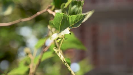 Blackberry-tree-leaves-moving-with-the-wind-in-a-backyard