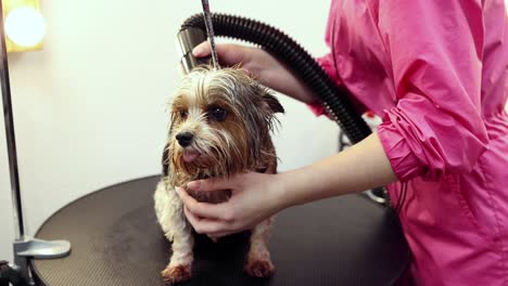 dog grooming session