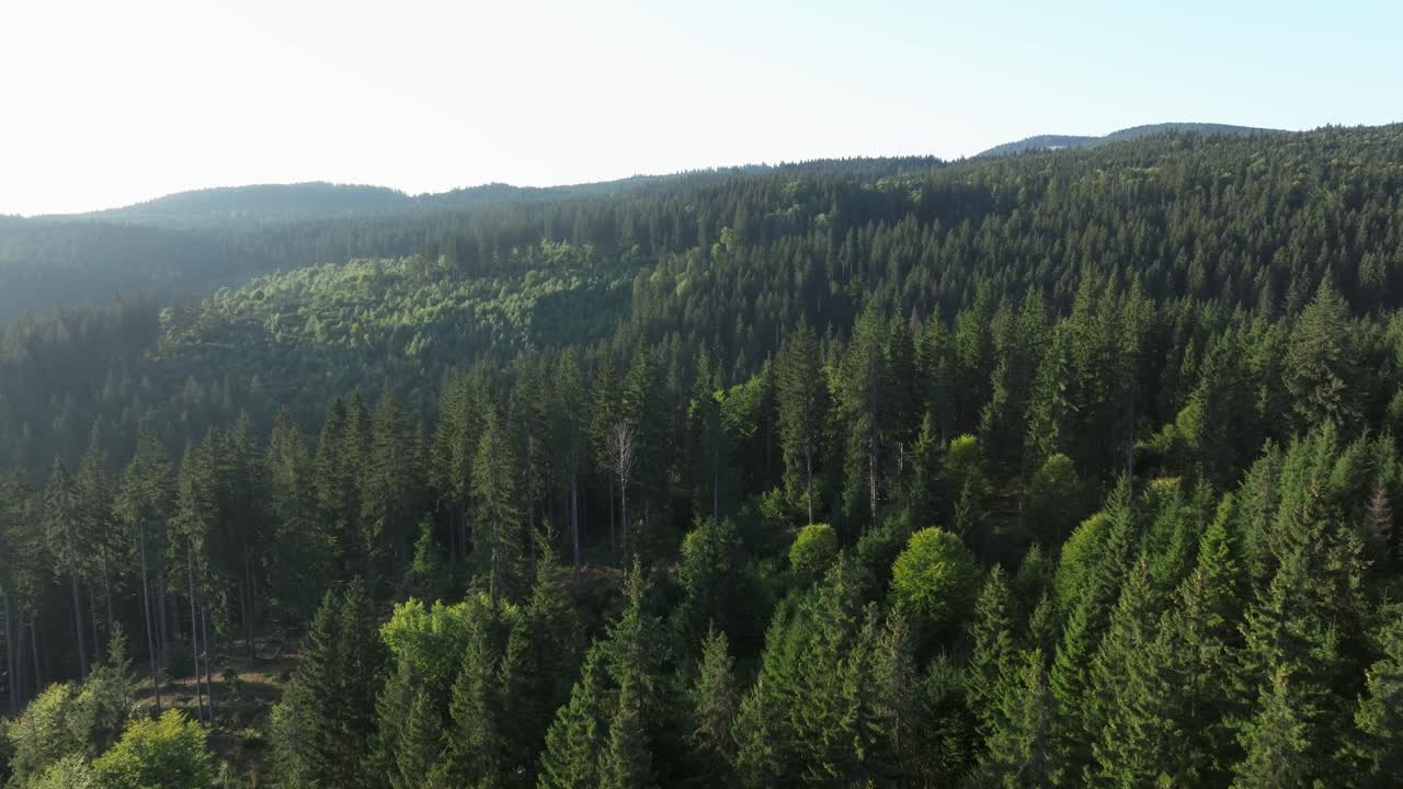Foresta verde lussureggiante che si estende su dolci colline sotto cieli azzurri e sereni.