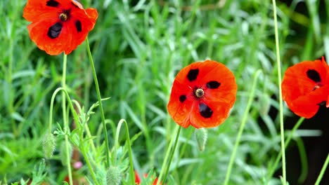 Marienkäfer-Mohnblumen-In-Voller-Blüte-Zeigen-Ihre-Flecken