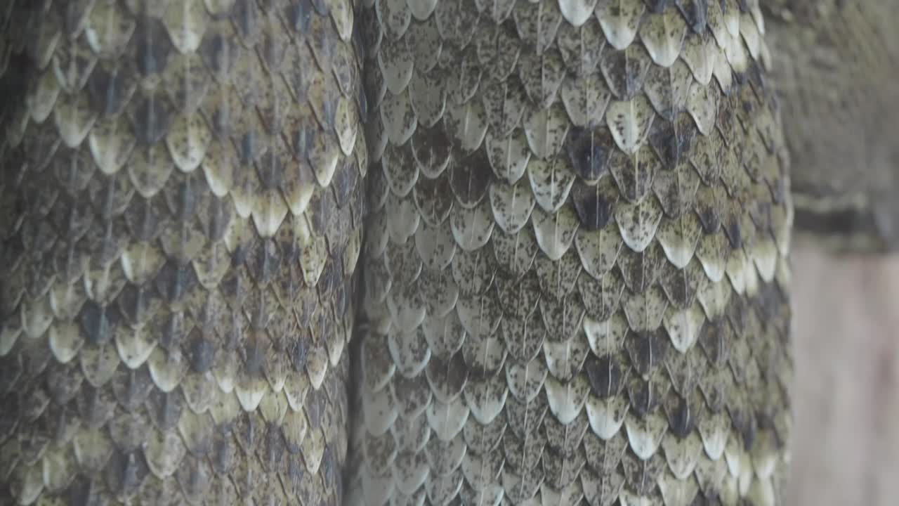 Close-up of snake scales