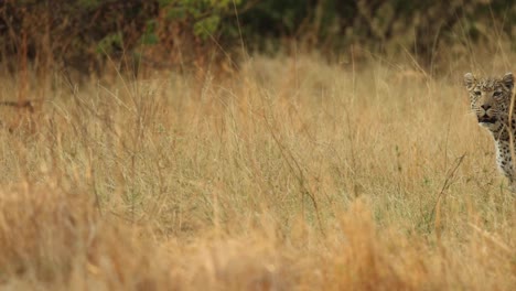 Wide-shot-of-a-leopard-walking-into-the-frame-through-the-dry-grassland-of-Khwai,-Botswana