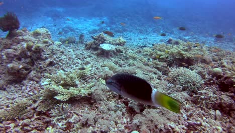 Ringtail-Maori-Wrasse-swimming-across-coral-reef-in-East-China-Sea,-Kerama-Islands,-Okinawa,-Japan