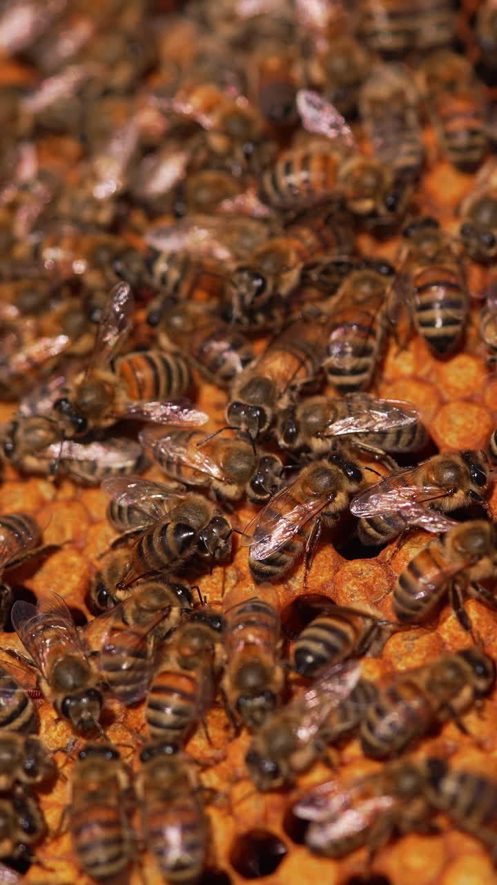 Busy work of bees on a honeycomb. Family of bees sealing ready honeycombs full of honey with beeswax. Close-up.. Vertical video