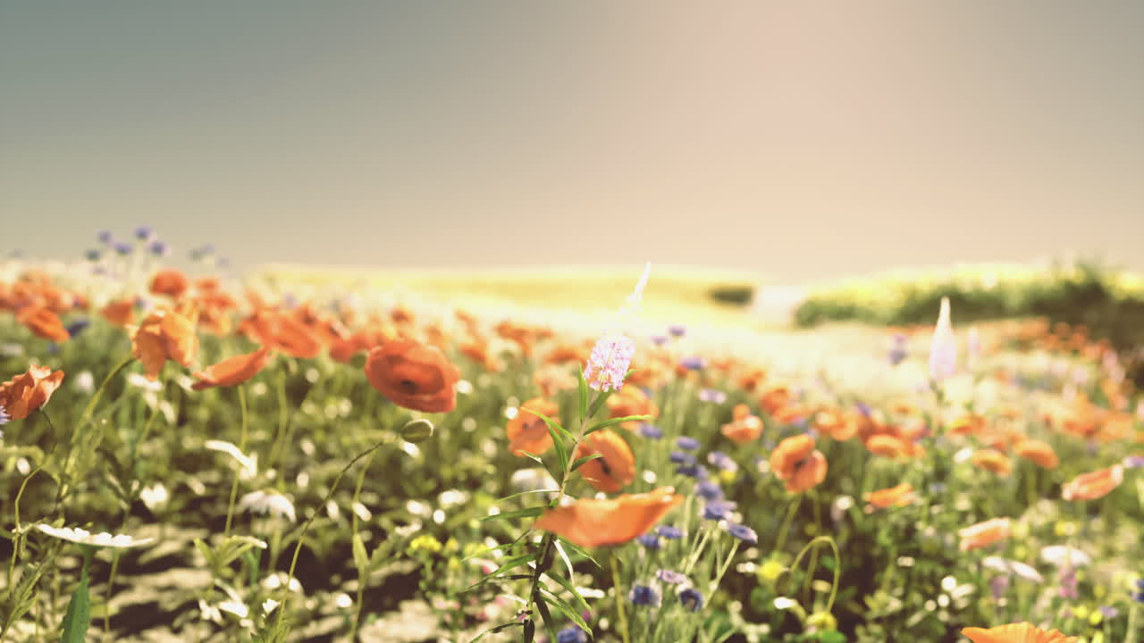 Vibrant wildflowers bloom under a sunny sky in a picturesque field