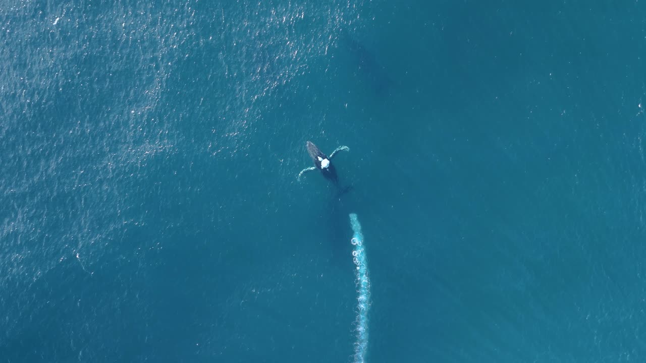 고래는 수중 깊은 곳에서 거품의 흐름을 불어서  ⁇ 은 바다 표면을 물의 스프레이로  ⁇ 습니다.