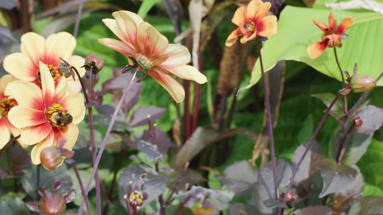 Un bombo si nutre di polline da fiori arancioni e gialli in un giardino lussureggiante, ripreso in primo piano con luce naturale e un leggero movimento di telecamera