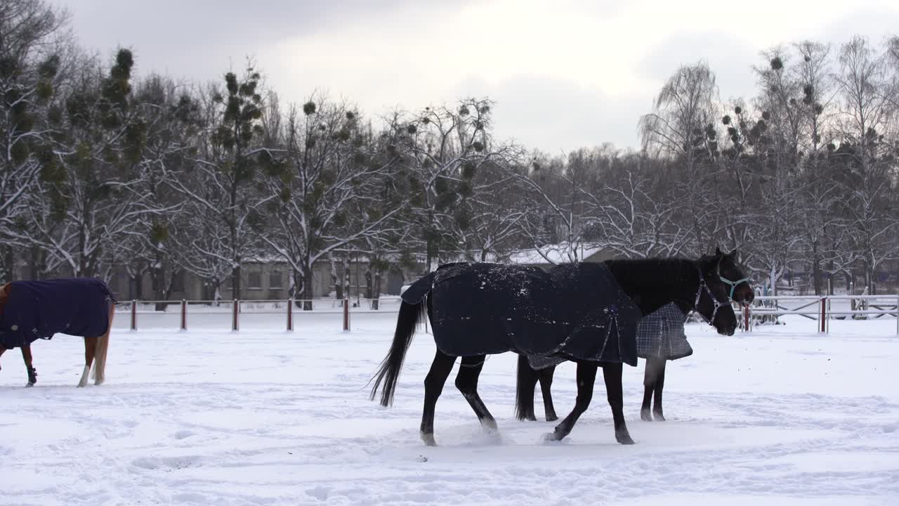 caballo marrón caminando en la nieve, cubierto con una manta para mantenerse caliente durante el invierno, cerca de madera del rancho y árboles en el fondo