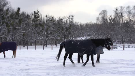 Braunes-Pferd-Läuft-Im-Schnee,-Bedeckt-Mit-Einem-Deckenmantel,-Um-Sich-Im-Winter-Warm-Zu-Halten,-Hölzerner-Ranchzaun-Und-Bäume-Im-Hintergrund