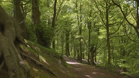 Alter-Baum-Mit-Großen-Freiliegenden-Wurzeln-Auf-Einem-Schönen-Waldweg