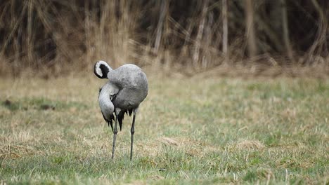 Crane-bird-cleaning-feathers-in-spring-dry-grass-meadow-close-up