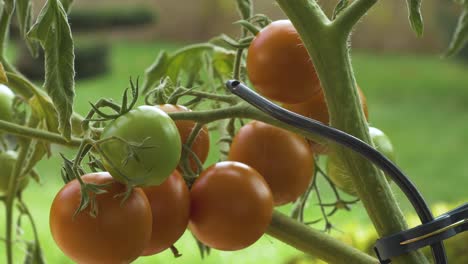 pan shot of homegrown tomatoes