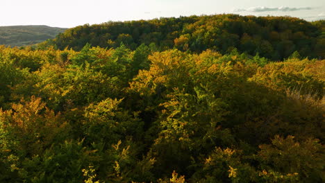 aerial view of an autumn forest