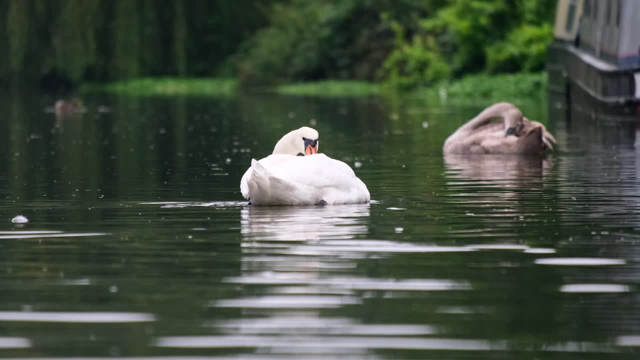 Slow motion footage of a white swan on the water with a young grey cygnet and narrow boat behind. The video is shot from low along the water line and has the background burred out with some nice bokeh