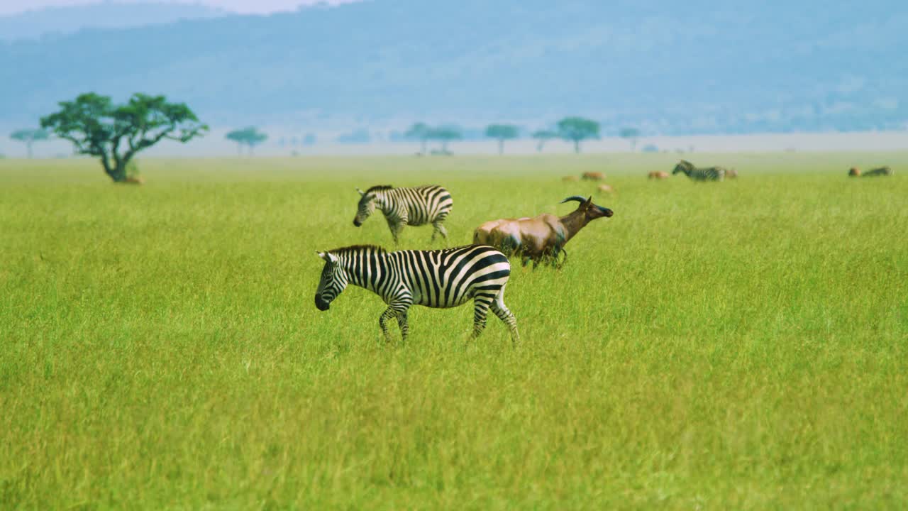 Zebra jumps and gets scared whilst walking through open green African plains