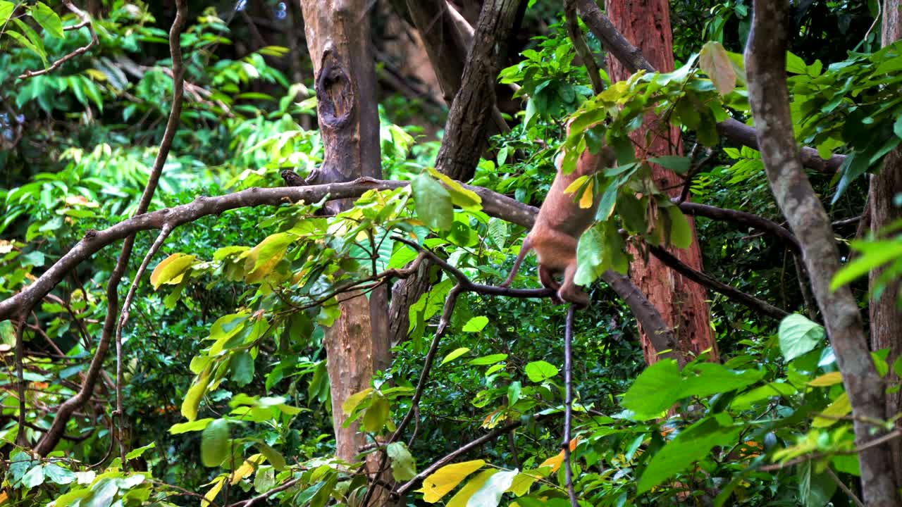 원이는 열대우림의 나무 가지에 앉아 있습니다.