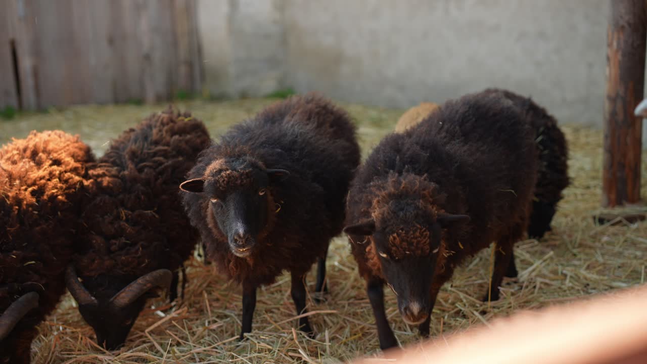 농장 에 있는 검은 양 들