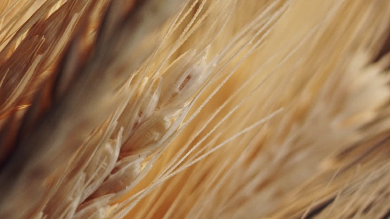 아침 햇살에 밀밭에서 매크로 촬영