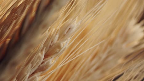 macro-shoot-on-a-wheat-field-on-the-morning-light