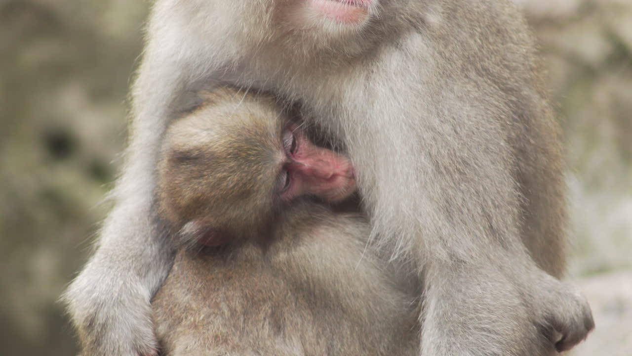 cerca de bebé macaco japonés amamantando, recibe un abrazo de la madre