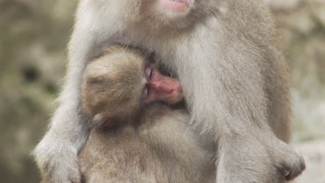 close up of baby japanese macaque breastfeeding, gets hug from mother