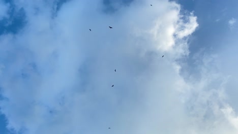 looking up at sillhouute of birds circling high above against cloudy blue sky