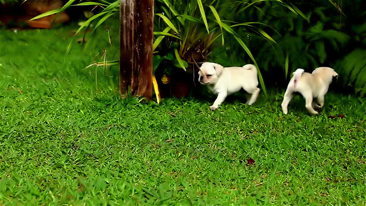 Pug puppies playing on the grass, one running after the other