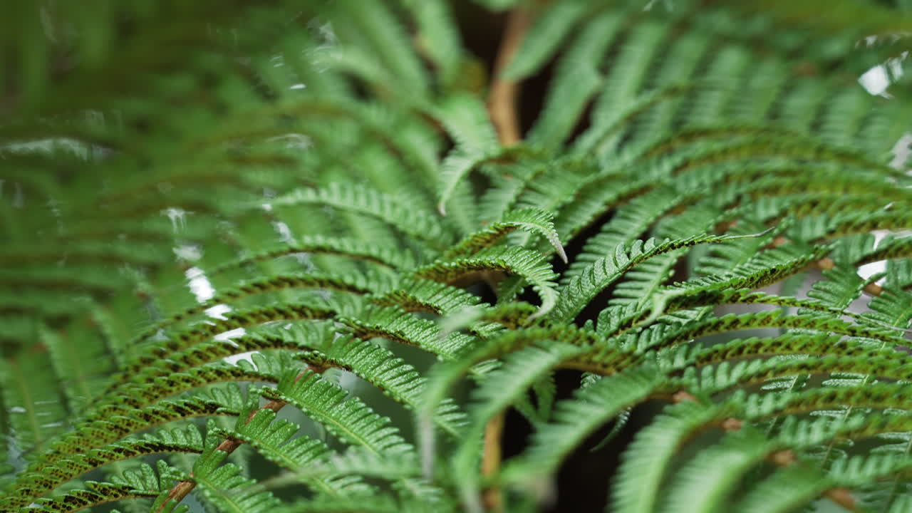 A detailed close-up shot of a vibrant green fern leaf with textured leaflets
