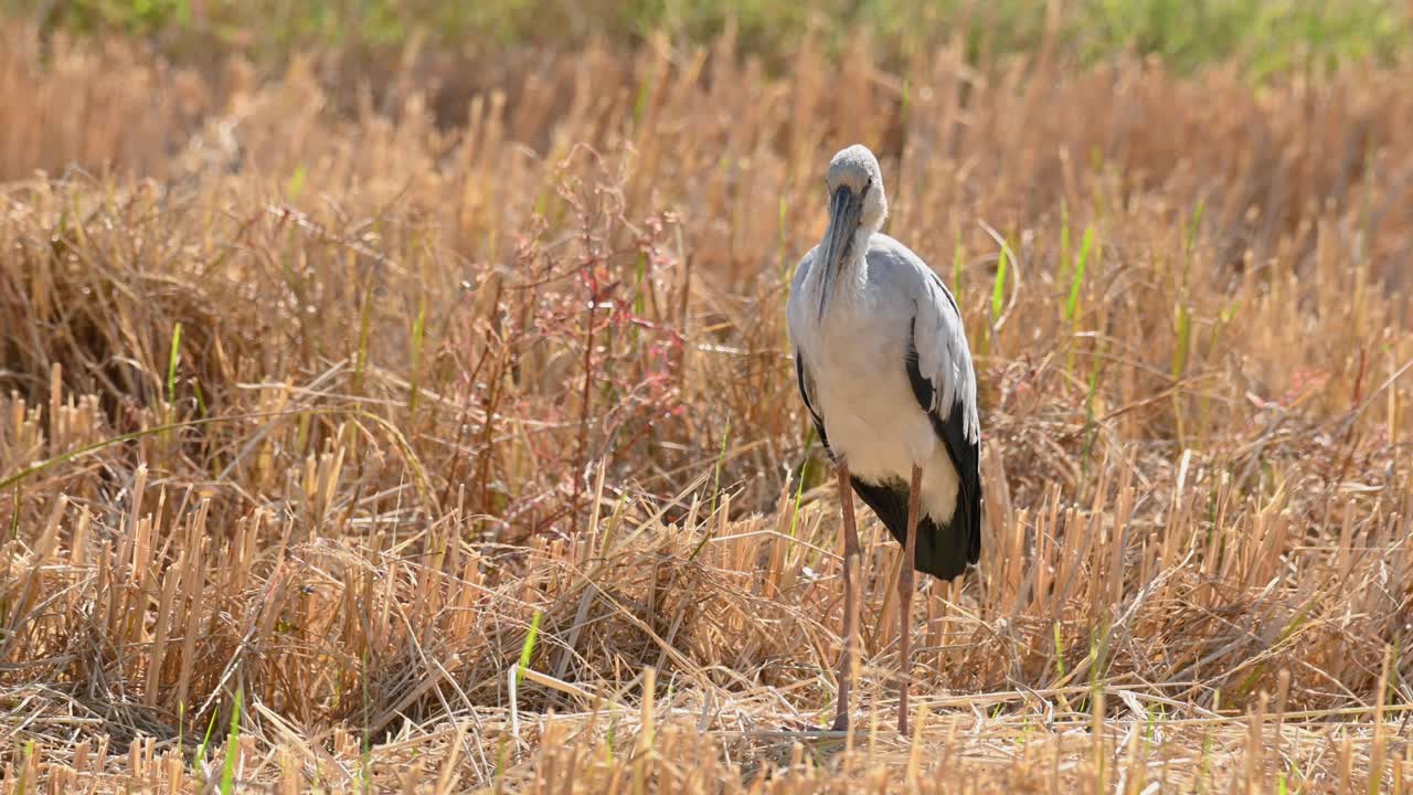아시아 openbill, anastomus oscitans, 서서 머리를 흔들고, 약간의 똥을 떨어뜨리고, 깃털을 뽑고, pak pli, nakhon nayok, 태국에서 바람에 날리기 위해 깃털을 뽑습니다.