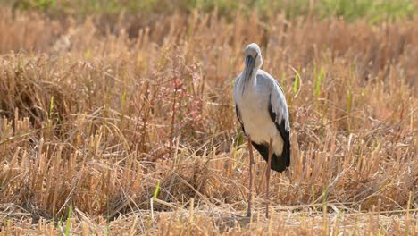 Asian-Openbill,-Anastomus-oscitans,standing-and-shaking-its-head,-drops-some-poop,-preens-and-pulls-a-feather-off-to-be-blown-by-the-wind-in-Pak-Pli,-Nakhon-Nayok,-Thailand