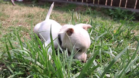 little and cute puppy playing in the garden