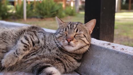 Hermoso-Gato-Descansando