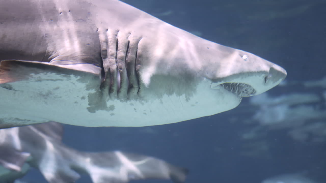 primer plano de la cara y la boca de un gran tiburón de dientes irregulares nadando tranquilamente en un tanque de acuario rodeado de peces