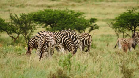 cámara lenta: dos sementales de cebra adultos peleando, mordiendo el cuello y levantándose detrás del harén de cebra hembra en campo de hierba verde, sabana africana en verano